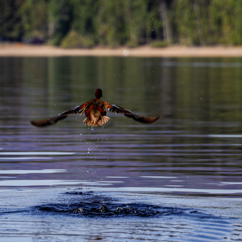 26-02-May-LB.jpg-duck