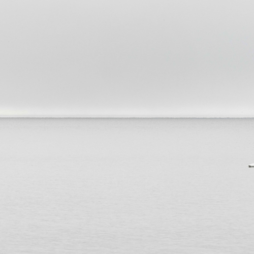 26-08-May-LB.jpg-swan