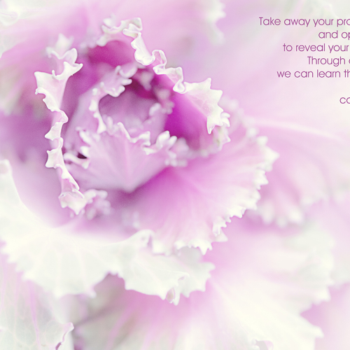 Purple Cabbage Revealed