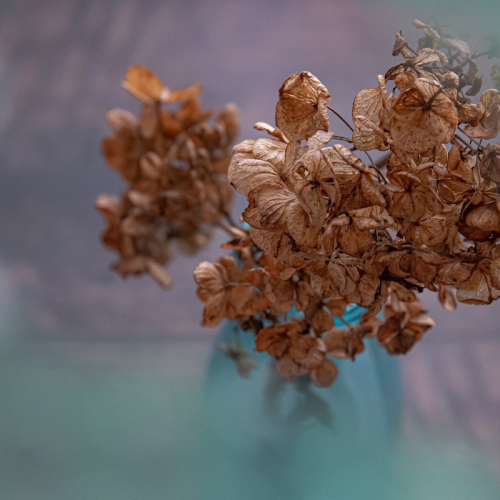 dried flowers