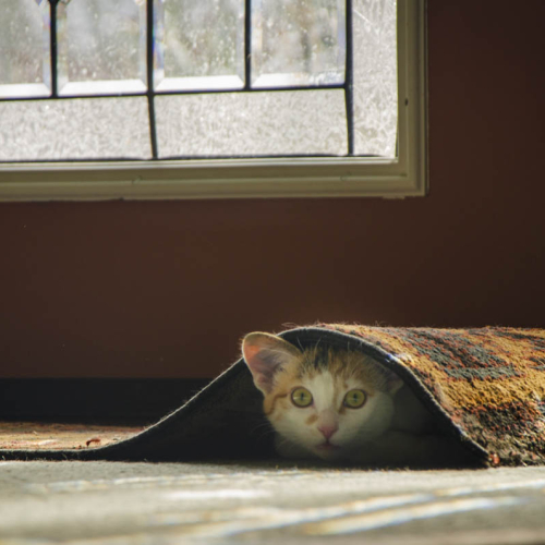 Shh... No One's Looking