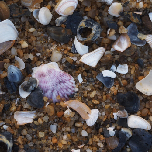 Peaking through with purple shell