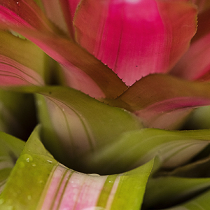 Bromeliad close-up