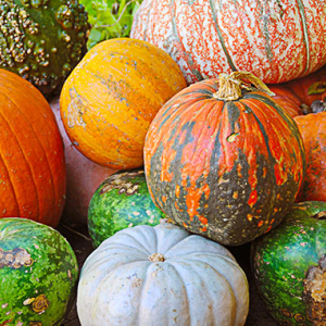 Multi-colored pumpkins