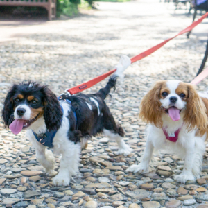 Two Cavalier King Charles Spaniels