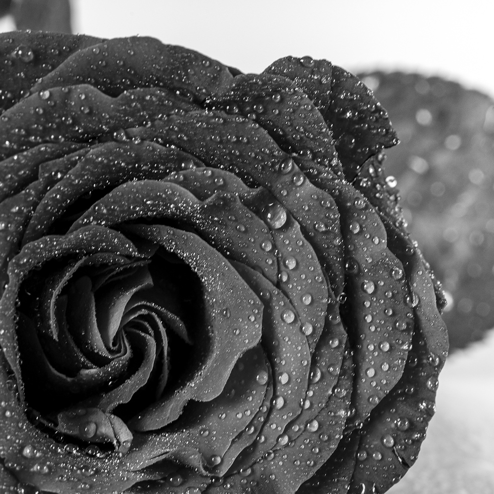 Black & White Rose