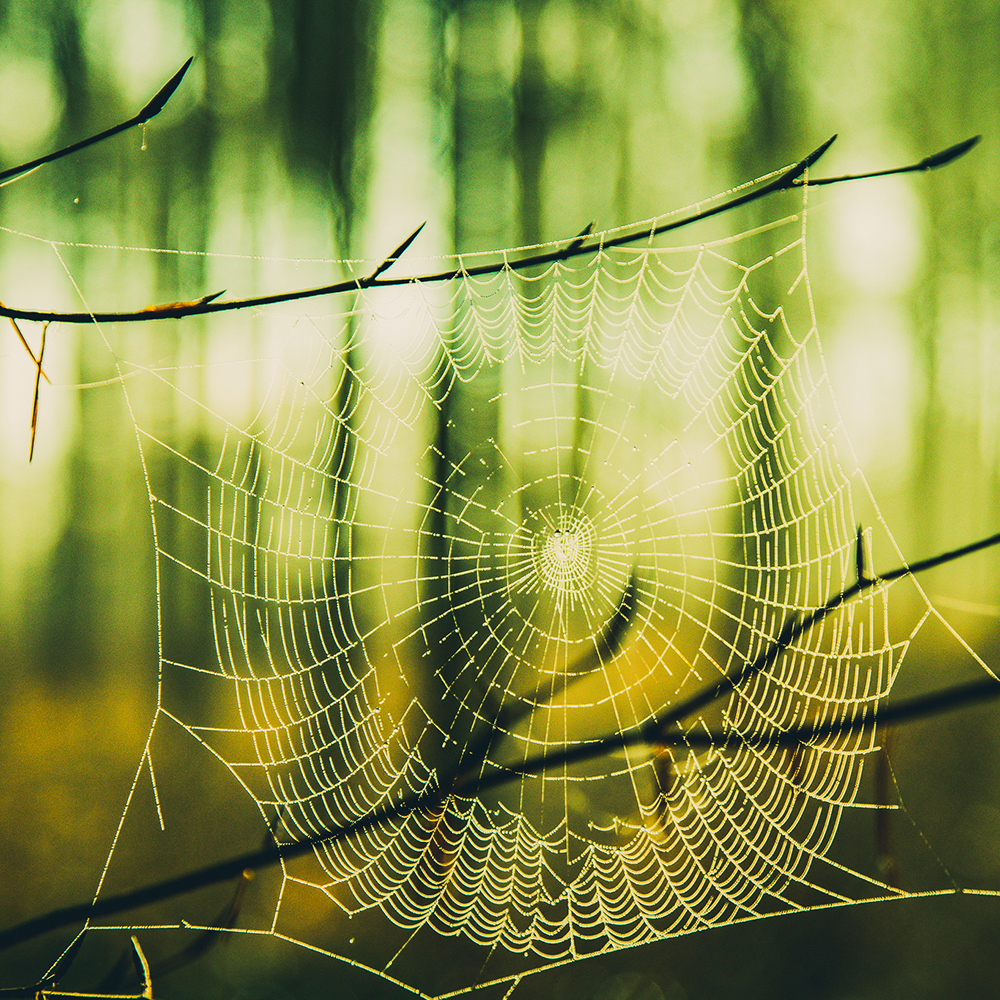 Spider Web