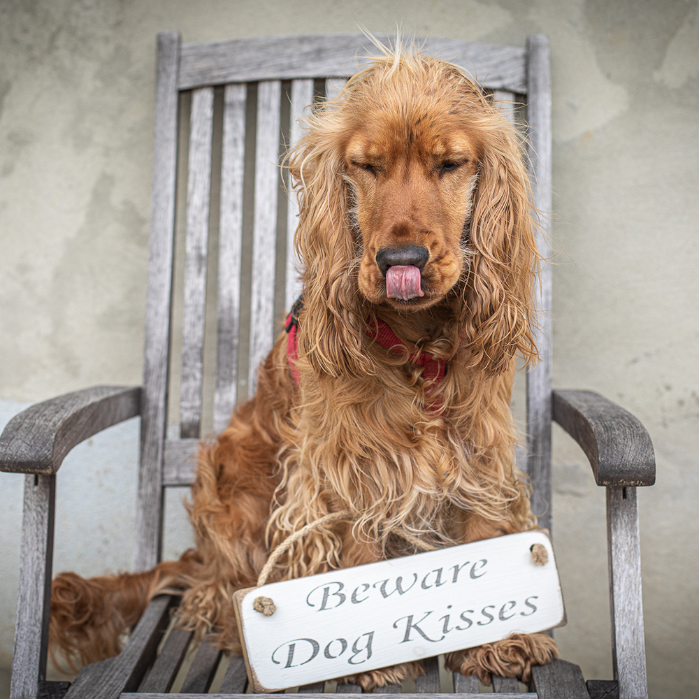 Dog Kisses