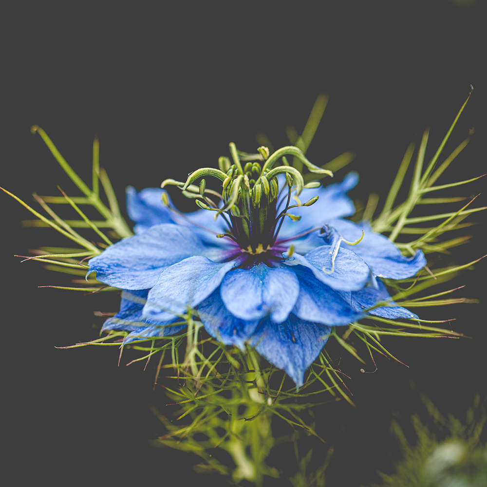 Love in the Mist