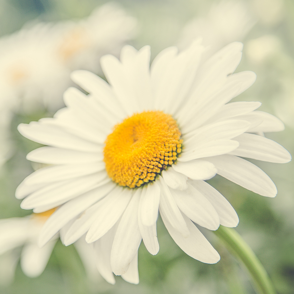 Daisy