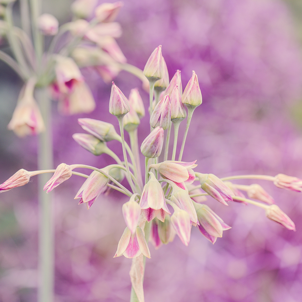 Allium