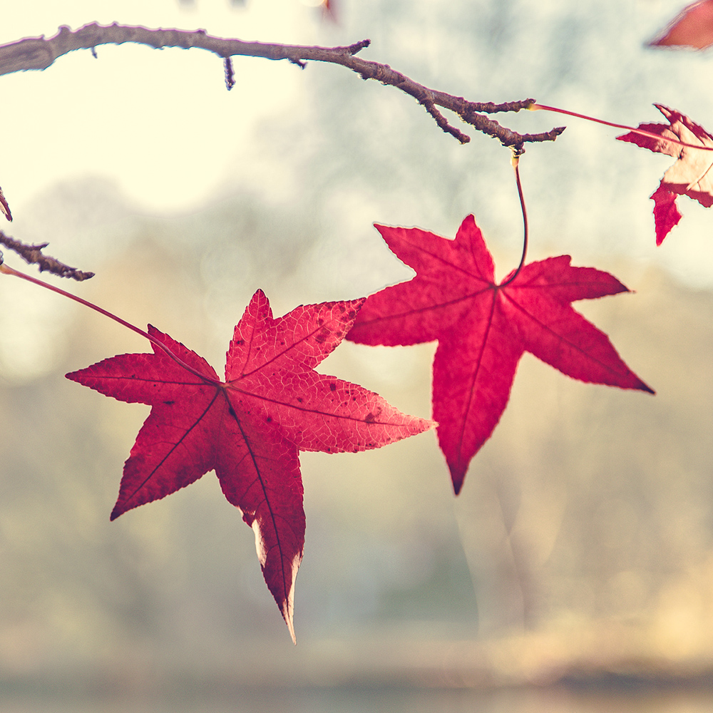 Autumn